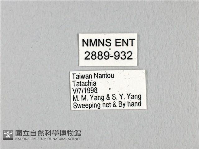 無尾白紋鳳蝶藏品圖，第3張