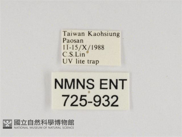 線紋篩蛾藏品圖，第3張