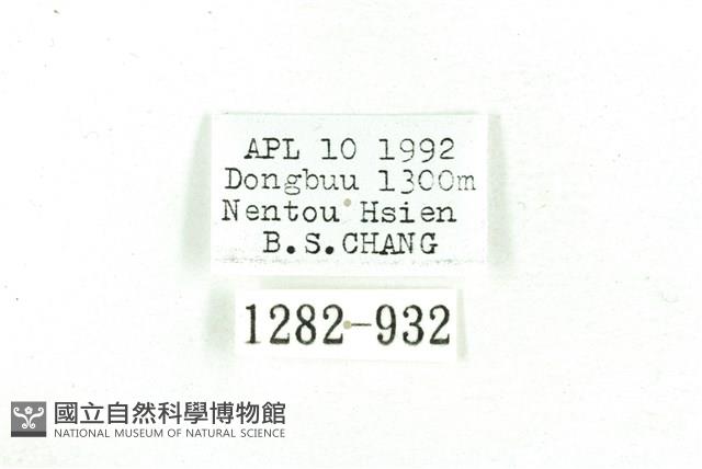 乳白斑燈蛾藏品圖，第3張