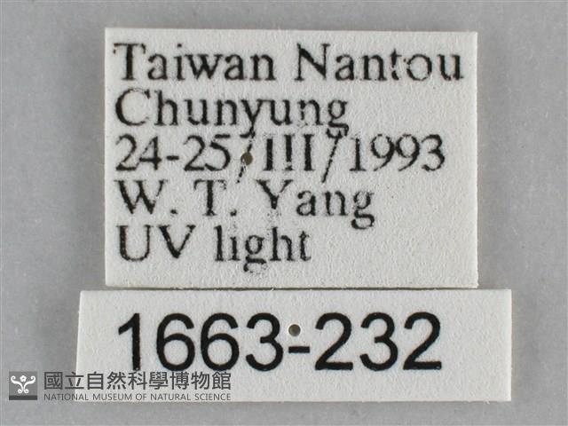 澄線尺蛾藏品圖，第3張