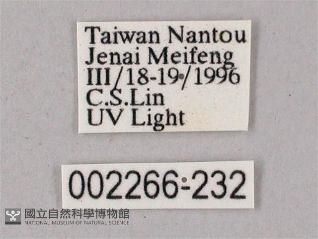 榆綠天蛾藏品圖，第3張