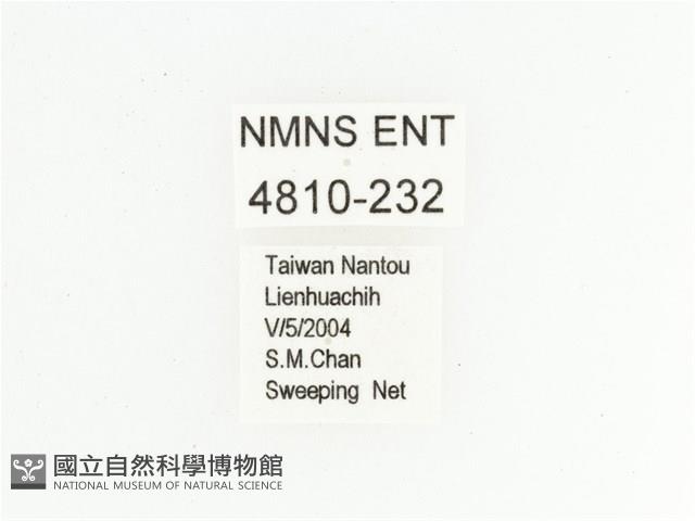 臺灣跗花金龜藏品圖，第2張