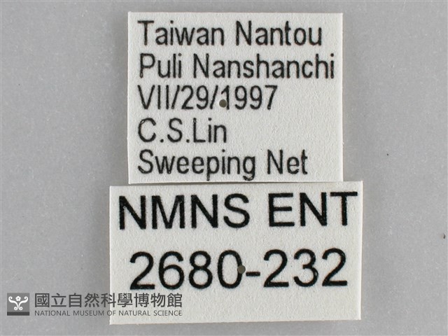 網絲蛺蝶、石牆蝶藏品圖，第3張