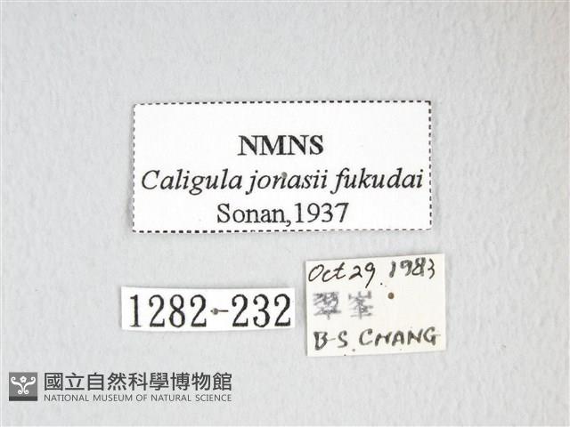 綠目天蠶蛾藏品圖，第3張