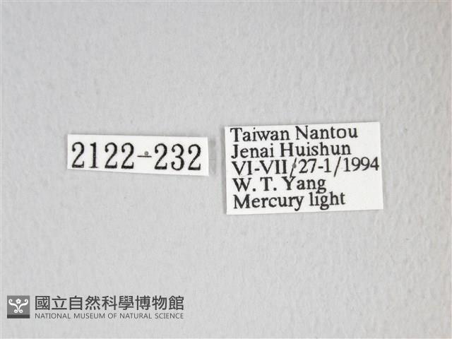 圓翅大鉤蛾藏品圖，第3張