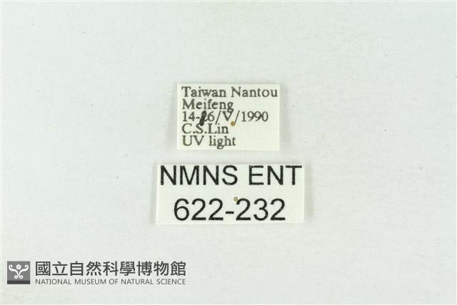 棍棒污燈蛾藏品圖，第3張