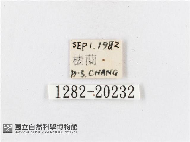 蓬萊茶斑蛾藏品圖，第3張