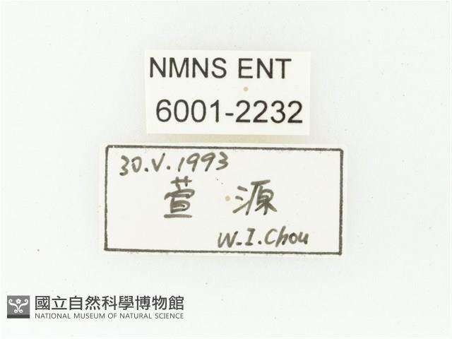 黑斑陷紋金龜藏品圖，第2張