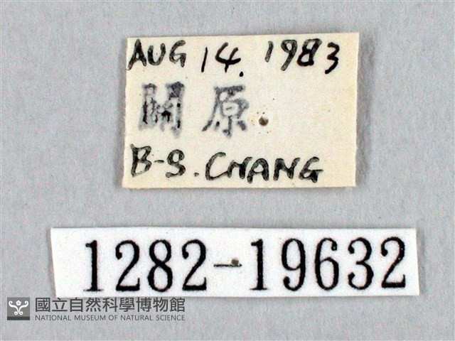 阿里山絨帶蛾藏品圖，第3張
