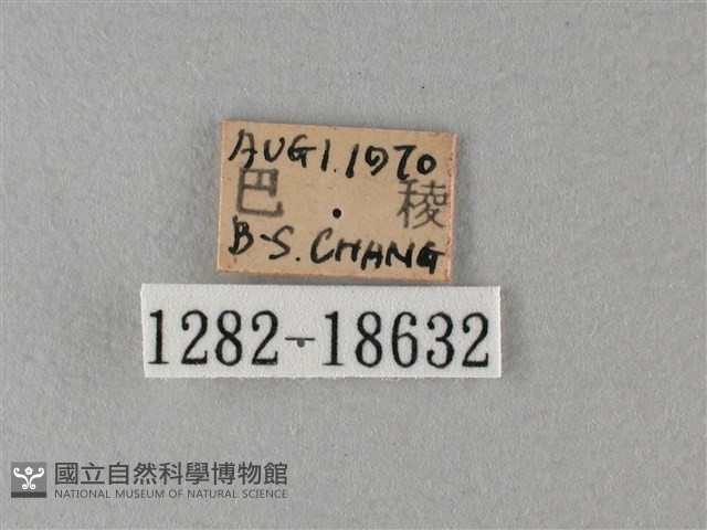 大絹斑蝶藏品圖，第3張