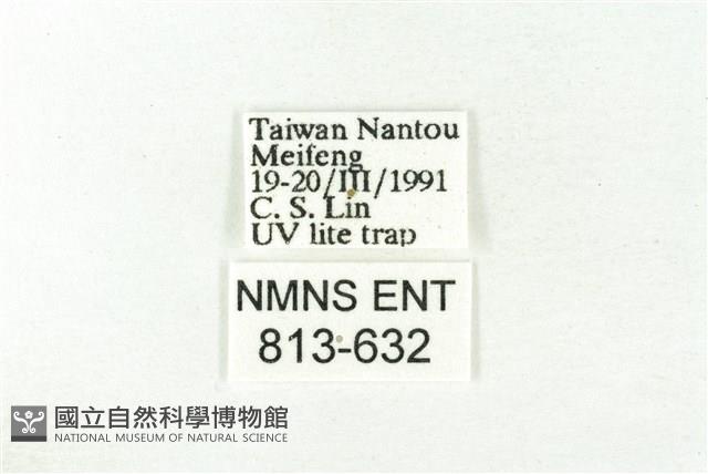 樹形尺蛾藏品圖，第3張