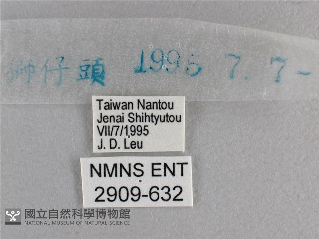 小雙尾蛺蝶藏品圖，第3張