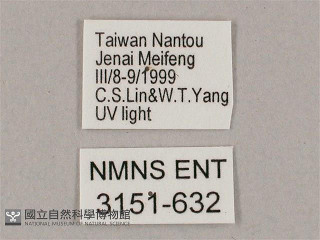 井上氏絨毛天蛾藏品圖，第3張