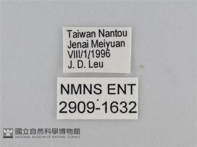 紫帶眉眼蝶藏品圖，第3張