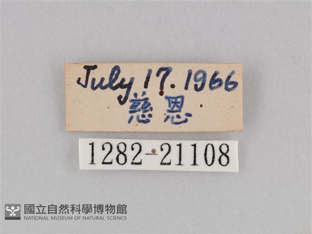 深山黛眼蝶藏品圖，第3張