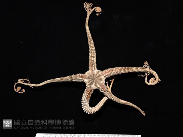 鞭枝蛇尾藏品圖，第1張