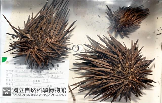 口鰓海膽藏品圖，第1張