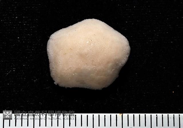 未知種開曼海星藏品圖，第1張