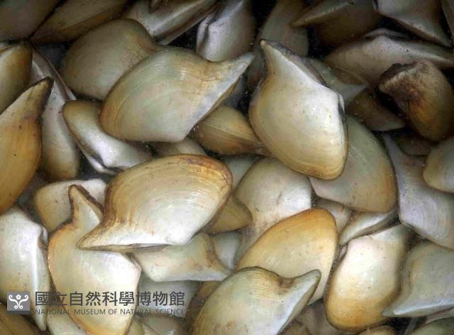 深淵馬刺蛤藏品圖，第1張