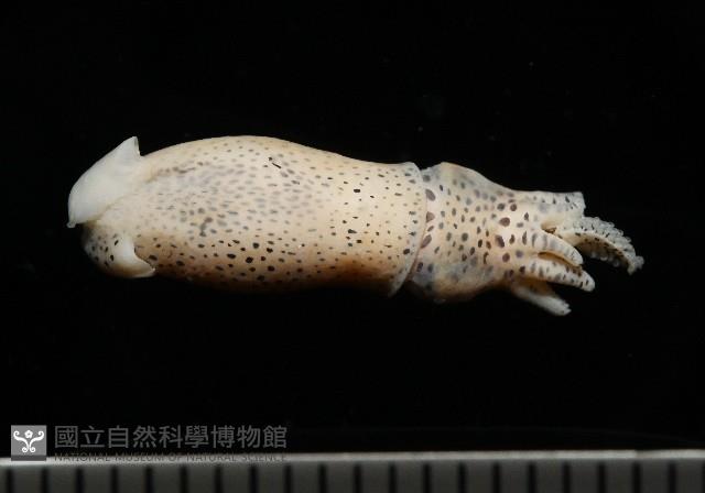 微小微鰭烏賊藏品圖，第1張
