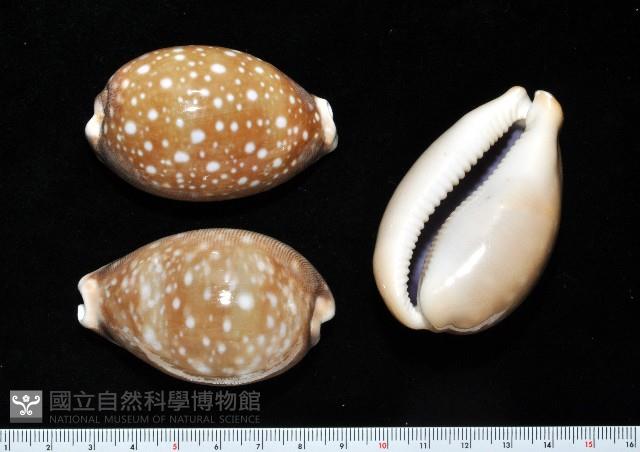 白星寶螺藏品圖，第1張