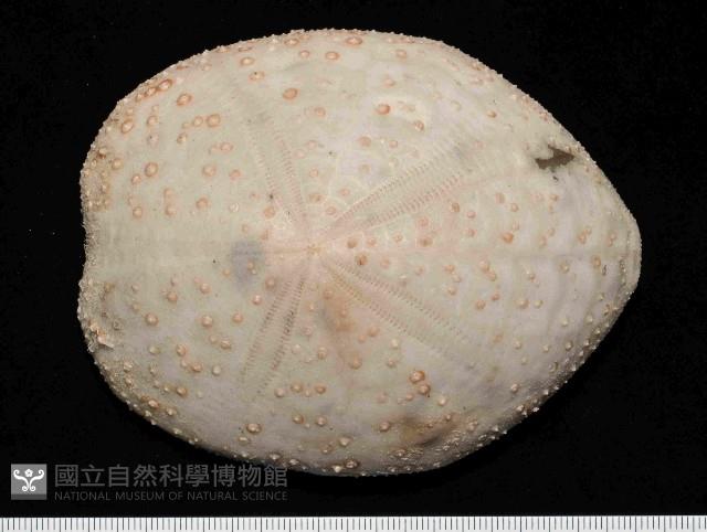 大脆心形海膽藏品圖，第1張