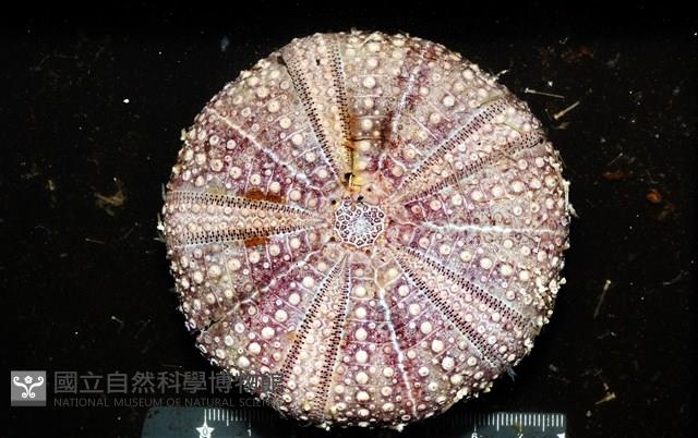 疣小肛海膽藏品圖，第1張