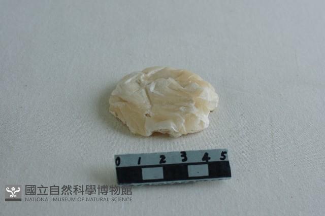 蠟塊藏品圖，第1張