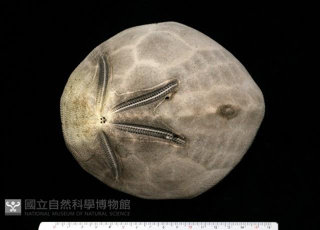 脊背壺海膽藏品圖，第1張