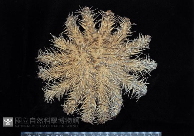 棘冠海星(長棘海星)藏品圖，第1張