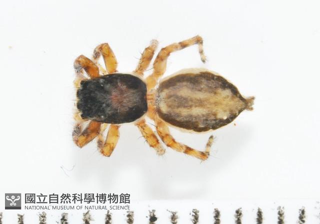 雙帶扁蠅虎藏品圖，第1張