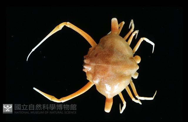 雙角轉輪蟹藏品圖，第1張