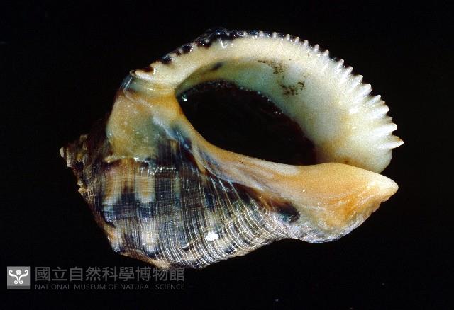 台灣岩螺藏品圖，第1張