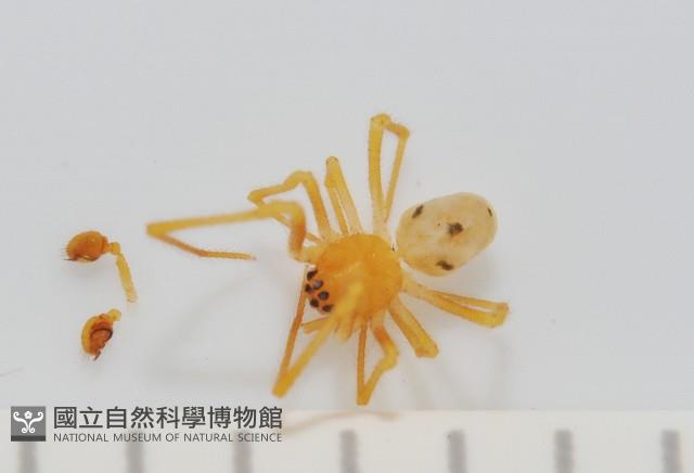 臺灣克羅蛛藏品圖，第1張