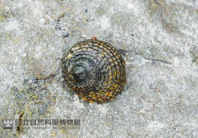 草蓆鐘螺藏品圖，第1張