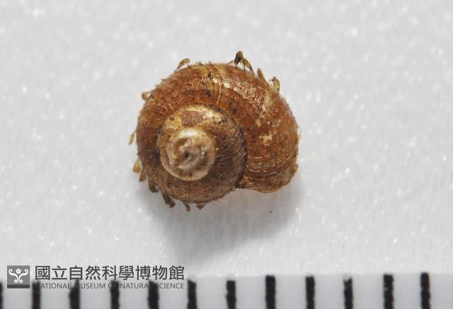 飯匙東洋蝸藏品圖，第1張