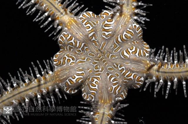 彩櫛蛇尾藏品圖，第1張