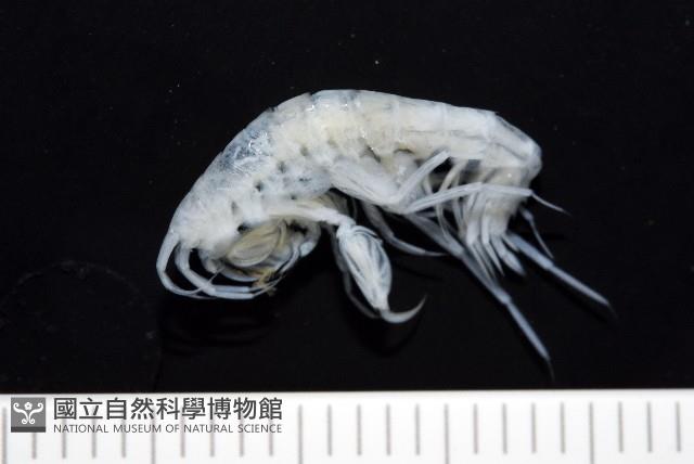未知種深海鉤蝦藏品圖，第1張