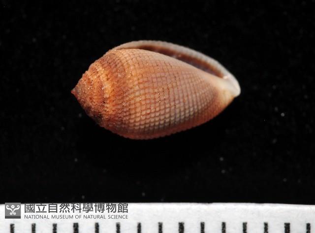 顆粒尖耳螺藏品圖，第1張