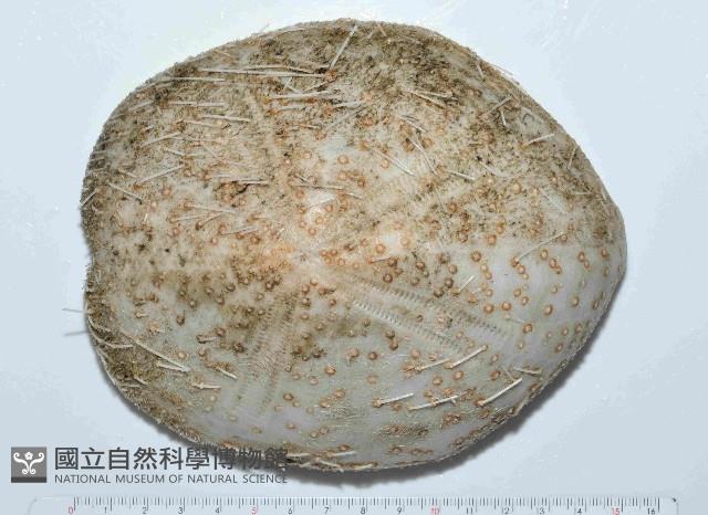 大脆心形海膽藏品圖，第1張