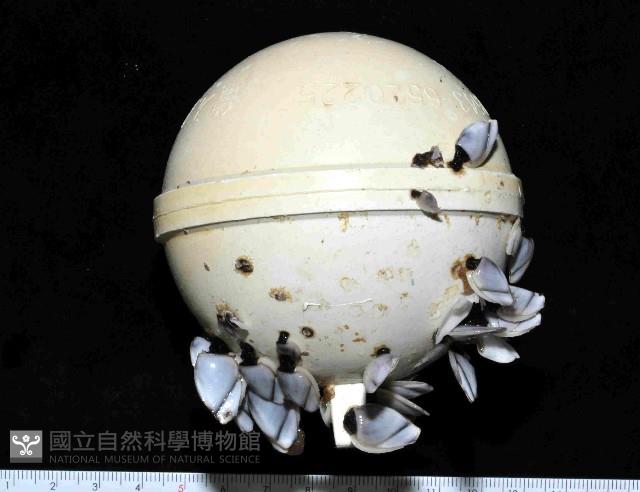 鵝茗荷藏品圖，第1張