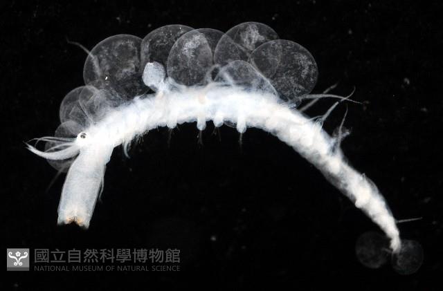未知種多鱗蟲藏品圖，第1張