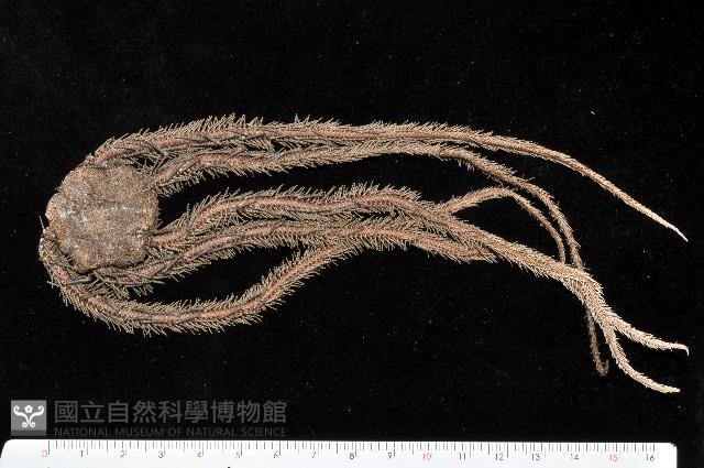 環棘鞭蛇尾藏品圖，第1張