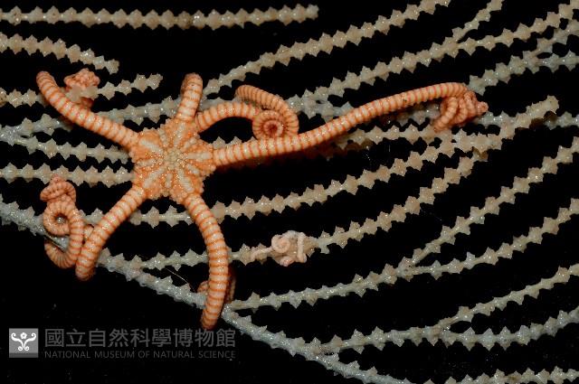 刺斑星叢蛇尾藏品圖，第1張