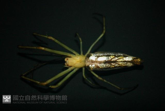 大型銀腹蛛藏品圖，第1張