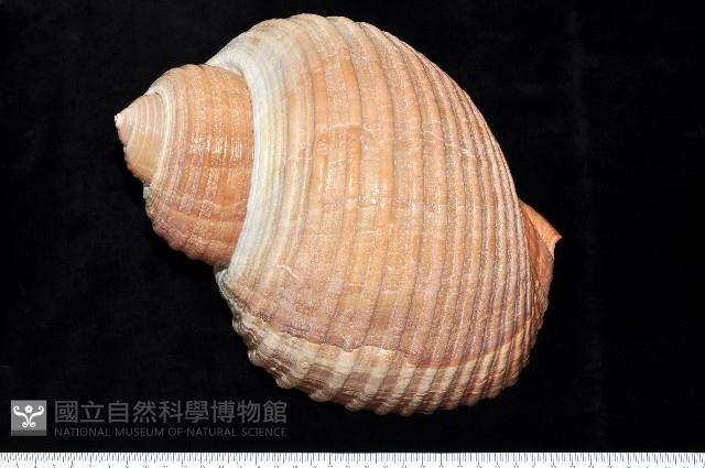 栗色鶉螺藏品圖，第2張