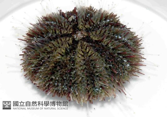 馬糞海膽藏品圖，第1張