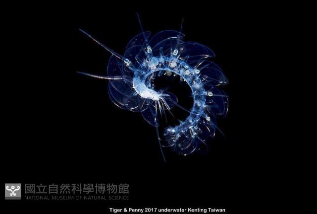 未知種多鱗蟲藏品圖，第1張
