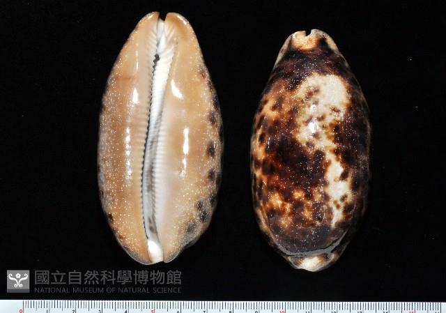 叢雲寶螺藏品圖，第1張