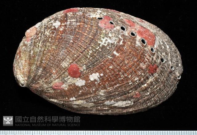 九孔螺藏品圖，第1張